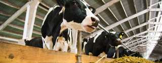 Produção de leite, balanço energético negativo e fertilidade em vacas leiteiras - Parte 1