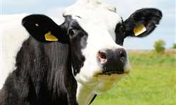 Acidose ruminal subaguda e as perdas na produção de leite