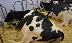 Análise do desempenho reprodutivo de vacas de leiterias de grandes rebanhos americanos