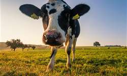 Tratamento de vaca seca reduz mastite clínica durante lactação subsequente