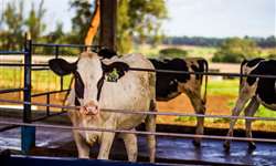 A influência da higiene no bem-estar e sanidade de vacas leiteiras