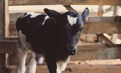 Efeito do manejo de bovinos leiteiros recém-nascidos na mortalidade neonatal