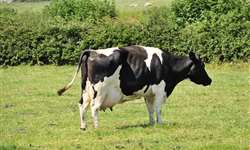 Priorização de Nutrientes em Vacas Leiteiras no Pós-Parto Imediato: Discrepância entre Metabolismo e Fertilidade? Parte-1