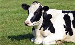 Cisto ovariano em vacas de leite: incidência, resposta à aplicação de GnRH e desempenho reprodutivo