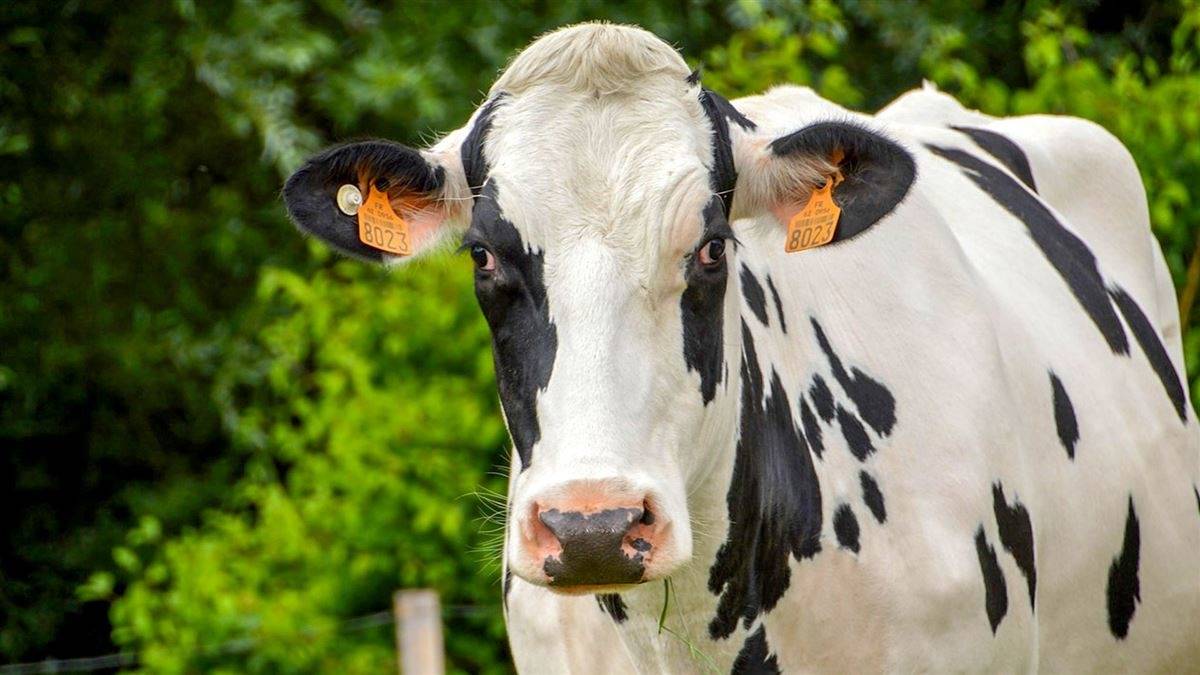 Relação entre escore de condição corporal, momento da inseminação e a porcentagem de nascimento de macho:fêmea