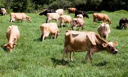 Fatores que afetam a taxa de concepção em vacas Jersey da Fazenda Capela Nova do município de Itaúna-MG