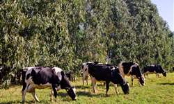 Acelerando a redução de progesterona após luteólise induzida aumenta a fertilidade de vacas leiteiras tratadas com Ovsynch