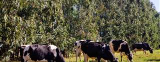 Acelerando a redução de progesterona após luteólise induzida aumenta a fertilidade de vacas leiteiras tratadas com Ovsynch