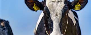 Anestro em vacas leiteiras holandesas