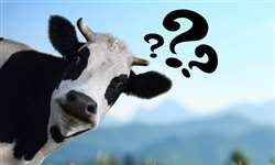 Uso de oxitocina em vacas leiteiras