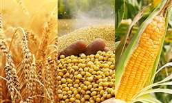 EUA: relatório da USDA surpreende, e soja e milho recuam