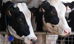 Identificação eletrônica de animais avança na pecuária de leite e corte