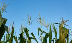 Ensilagem de Grãos de Cereais: Parte II