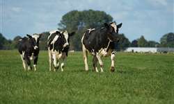 Novos ajustes para a equivalência de lotação (UA/ha) em sistemas de produção de leite a pasto em função do tamanho do animal
