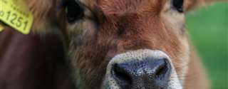 Raiva bovina: sintomas, controle e prevenção