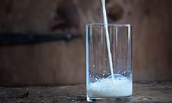 Adição de gás carbônico pode aumentar a vida de prateleira do leite pasteurizado