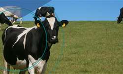 Direto ao Ponto Saúde: distúrbios metabólicos de vacas leiteiras