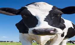 Antibióticos X Anti-inflamatórios em bovinos