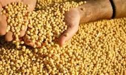 Embrapa avança em pesquisas sobre soja mais resistente à seca
