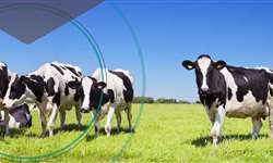 Direto ao Ponto Saúde: doença do carrapato em bovinos