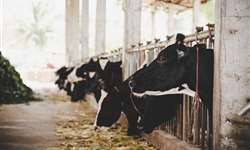 Micotoxinas em alimentos de bovinos leiteiros