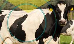 Direto ao Ponto Saúde: Doenças respiratórias em bovinos