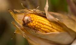 Relação de troca entre ureia e milho é a pior desde 2008