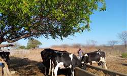 PE: parceria do Instituto Luiz Girão com Sebrae leva consultoria a produtores de leite