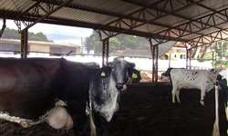 Implementos agrícolas para manejo de cama de compost barn
