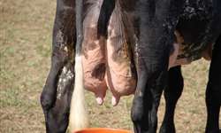 O maior problema da pecuária leiteira: mastite