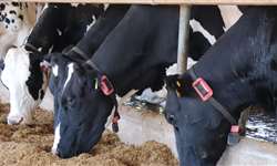 Suas vacas estão perdendo produção e tem a eficiência diminuída quando as temperaturas aumentam?