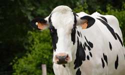 Conheça a página temática de instalações e bem-estar para bovinos de leite