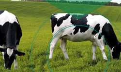Direto ao Ponto Saúde: Principais problemas de casco em bovinos