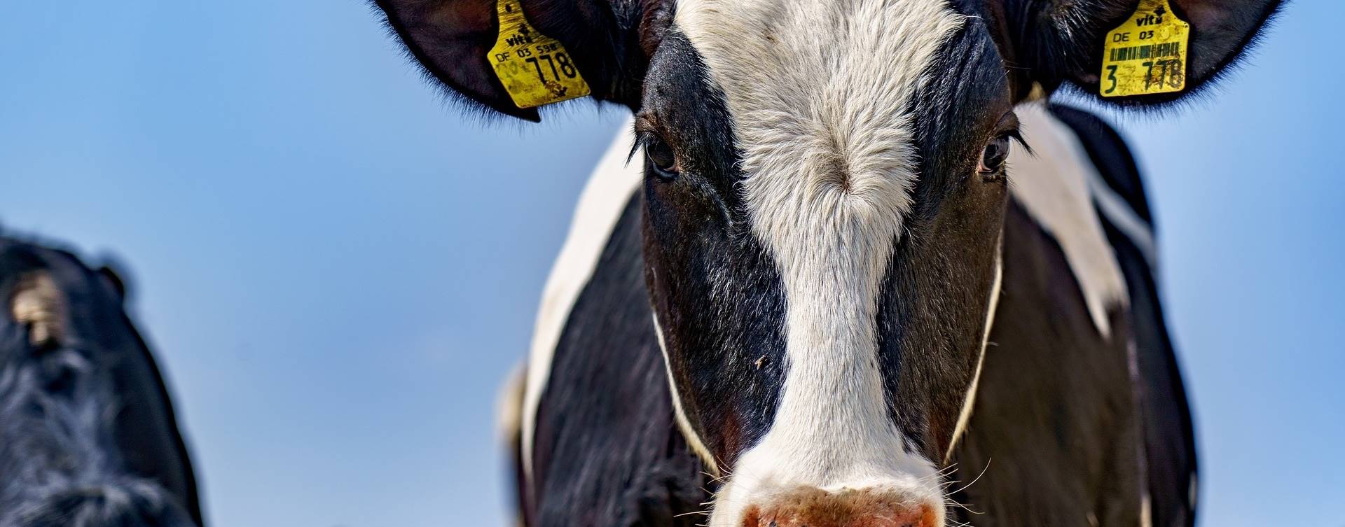 Vaca brava emite 40% mais gás metano e produz menos leite, afirma Embrapa