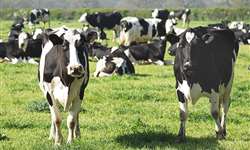 Alemanha expande padrões de bem-estar animal na produção leiteira