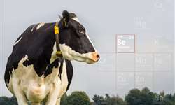 Selênio orgânico na nutrição de vacas de leite