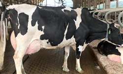 Conheça os detalhes que podem ajudar a aumentar a produção média diária de leite por vaca
