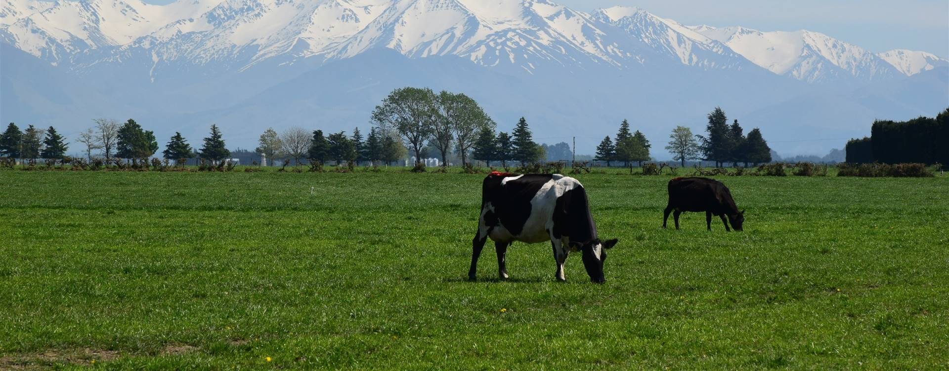 Nova Zelândia: Fonterra diminui sua previsão de captação de leite