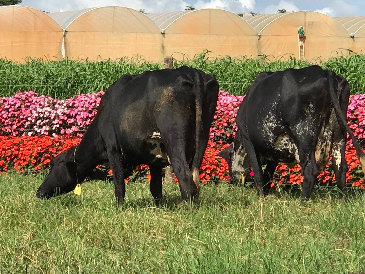 Fazenda Malunga: produção orgânica e seus resultados positivos