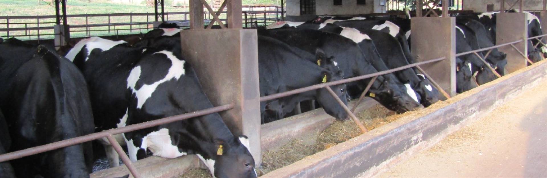 Gestão de pessoas e acompanhamento técnico são os segredos da Fazenda Berro d'Água