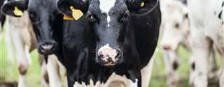 MT: governo investirá R$ 18 milhões na pecuária leiteira