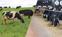 Vacas confinadas e vacas a pasto, como se comportam?