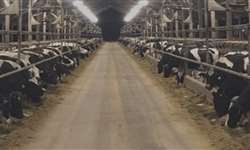 Mais vacas prenhas: o maior desafio da fazenda