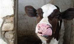Vacas felizes produzem mais leite