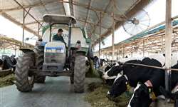 Índia: fazenda aposta em bem-estar e tem média de 50 litros/vaca/dia