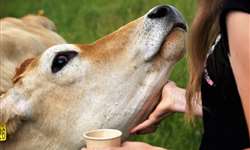 Estudos comprovam aumento de produtividade de vacas leiteiras que recebem carinho