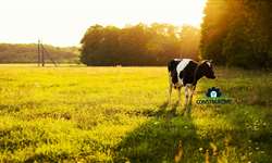 Produção de leite e sustentabilidade: uma parceria 'fort'!
