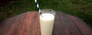 Produção de leite com baixo teor de lactose