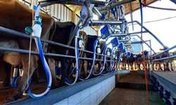Produtores de leite utilizam sistema de gestão que proporciona férias ao longo do ano