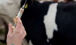 Mapa anuncia nova estratégia de vacinação contra a febre aftosa em 2022